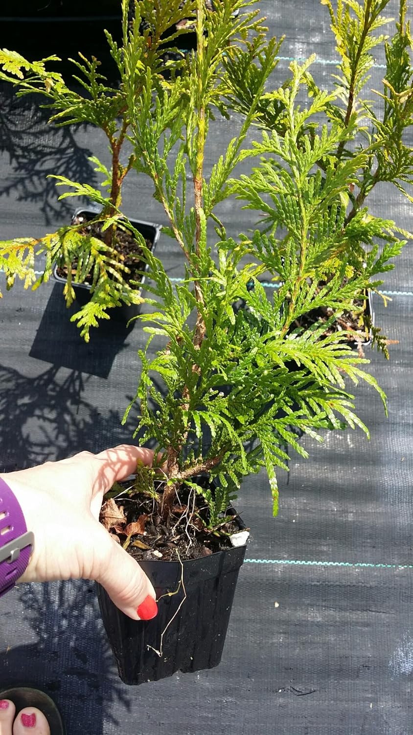 10 Thuja Green Giant Arborvitae 8-12" tall trees k7