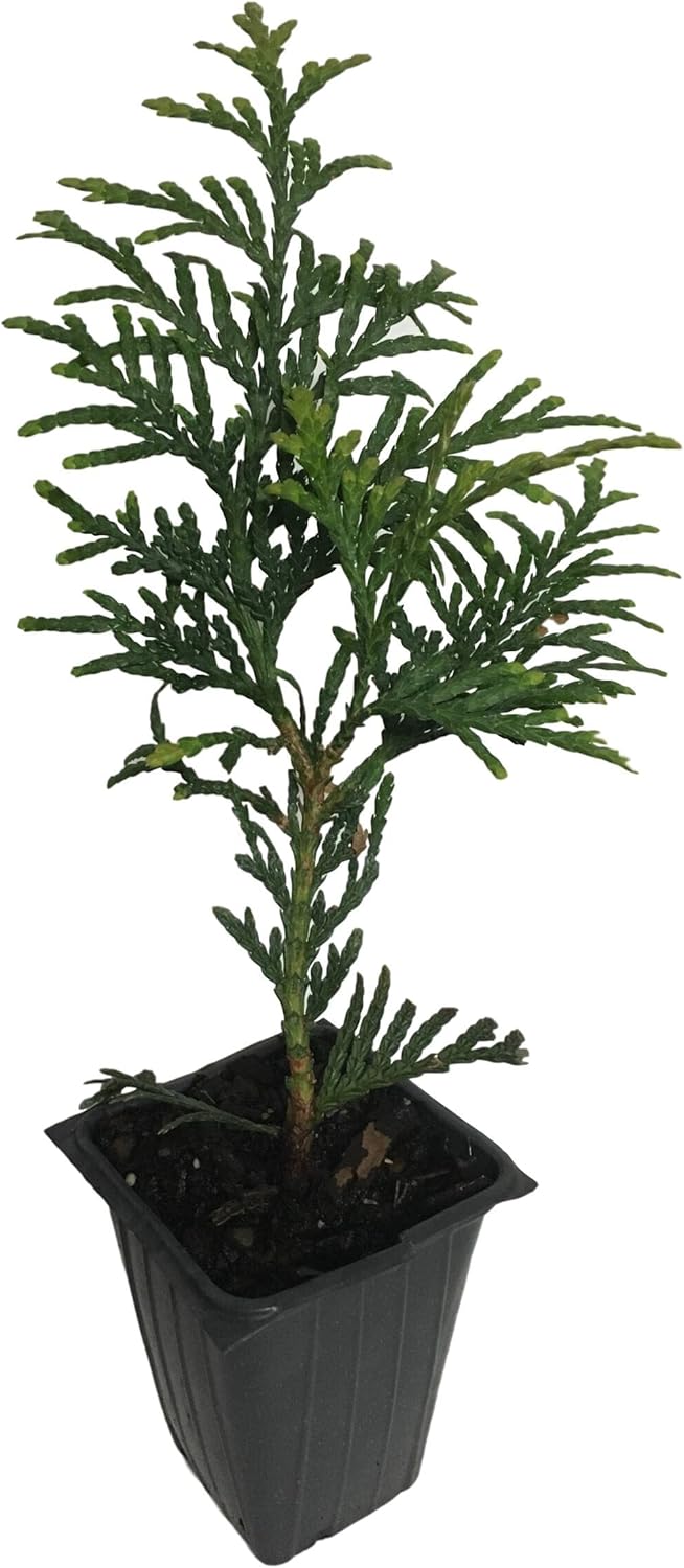 10 Thuja Green Giant Arborvitae 8-12" tall trees k7
