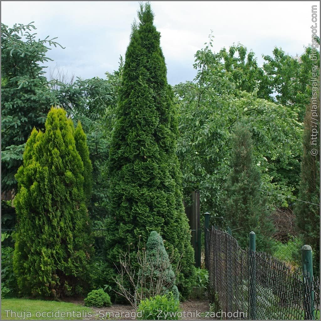 10 Thuja Green Giant Arborvitae 8-12" tall trees k7