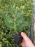 10 Thuja Green Giant Arborvitae 8-12" tall trees