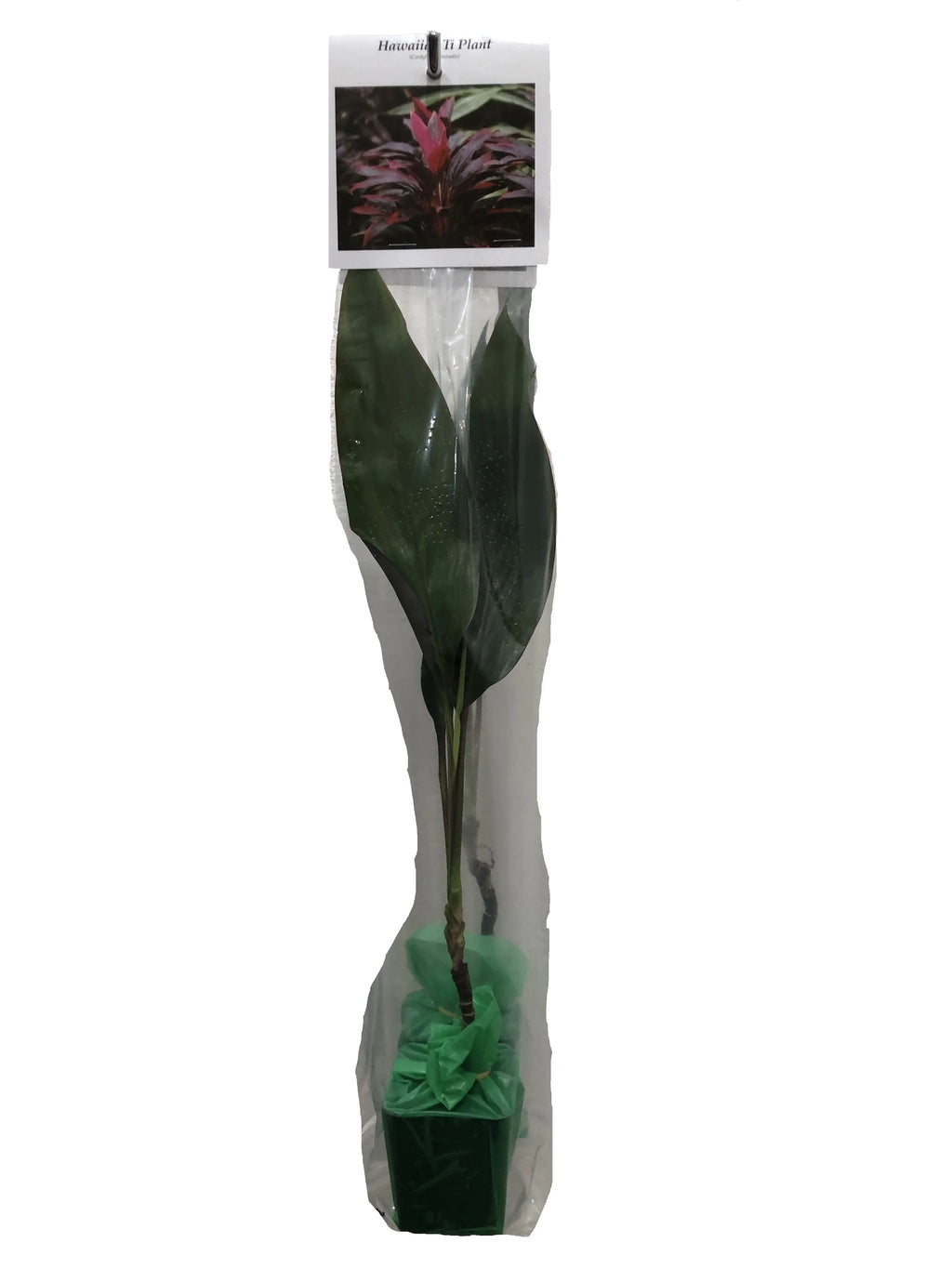Ti Leaf Plant 6-10 in Pot A7k