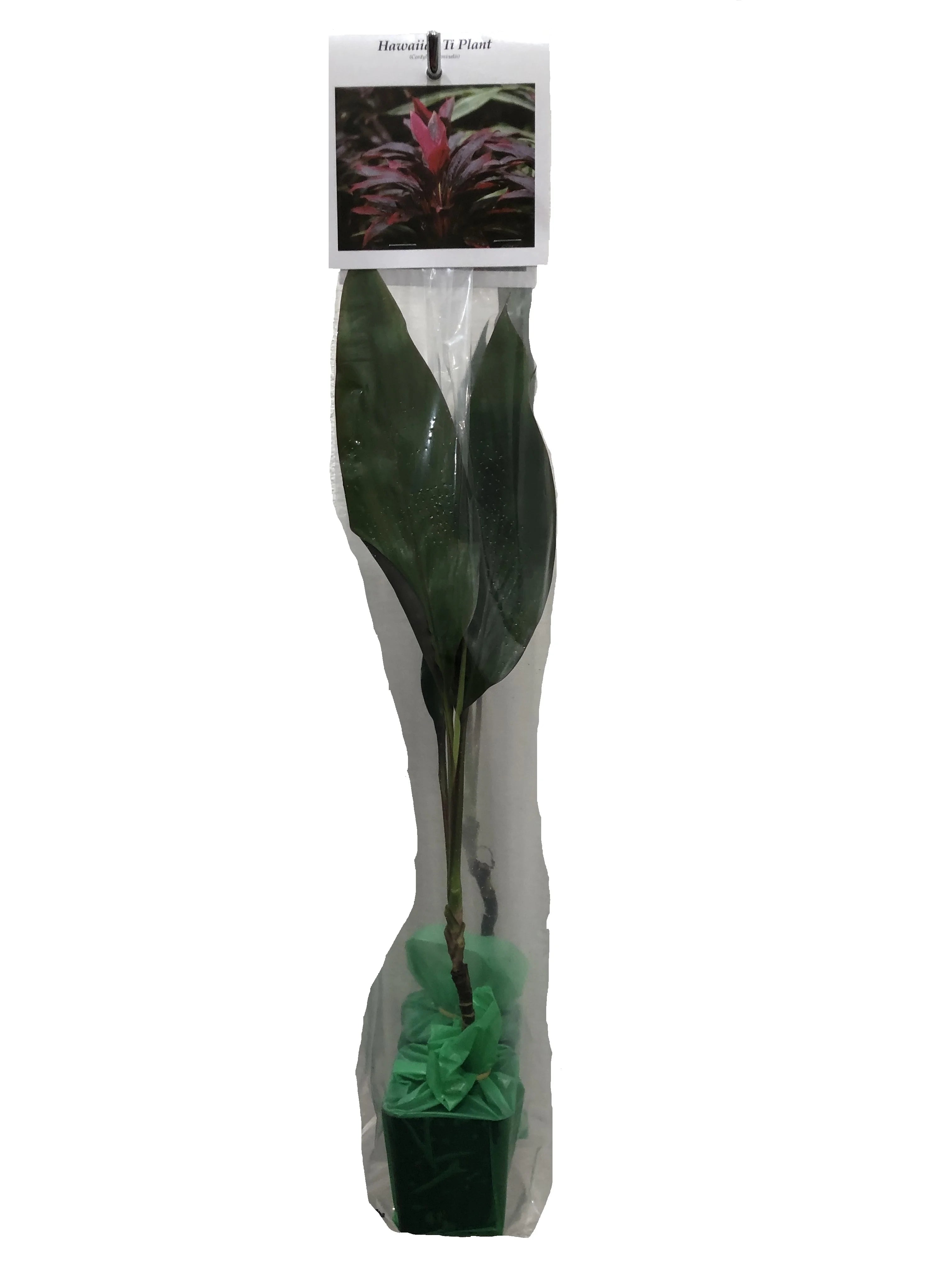 Ti Leaf Plant 6-10 in Pot A7k
