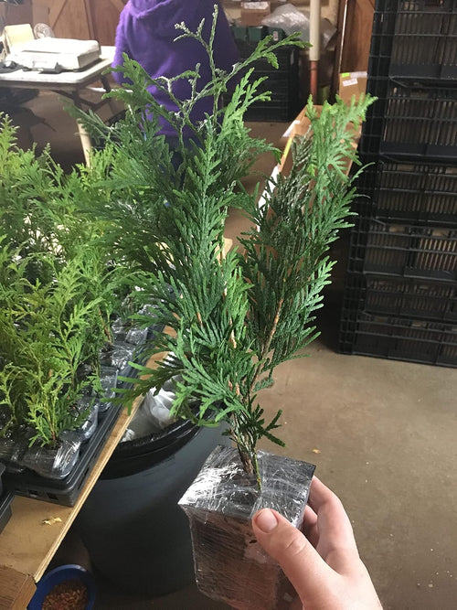 10 Thuja Green Giant Arborvitae 8-12" tall trees k7
