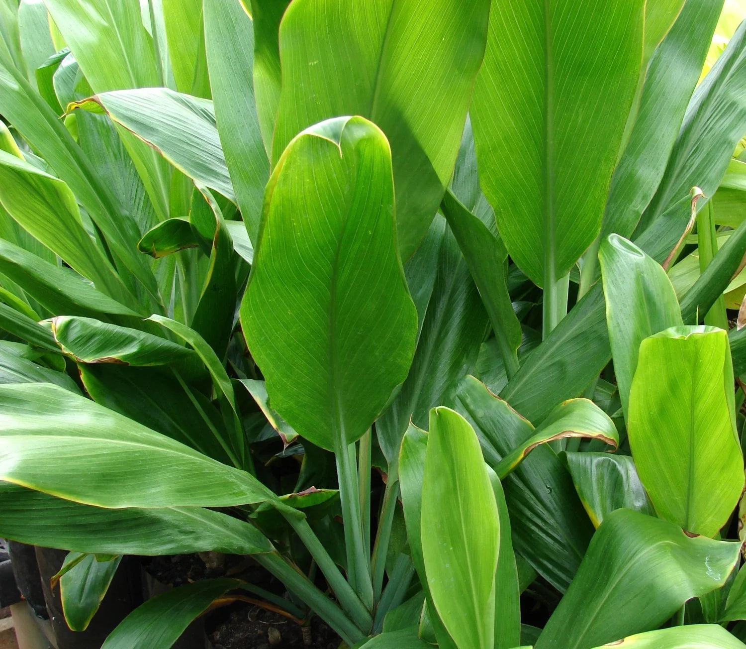 Ti Leaf Plant 6-10 in Pot A7k