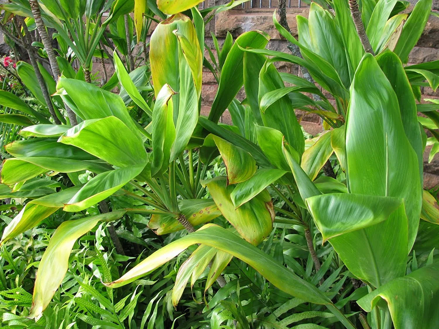 Ti Leaf Plant 6-10 in Pot A7k
